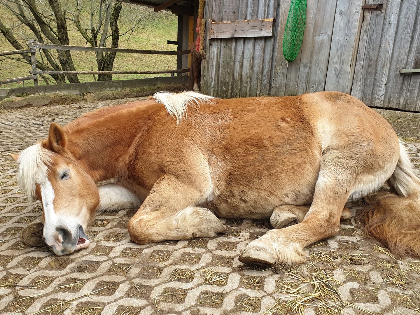 Seelenreise zum Tier