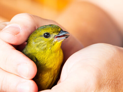 Energetische Heilarbeit